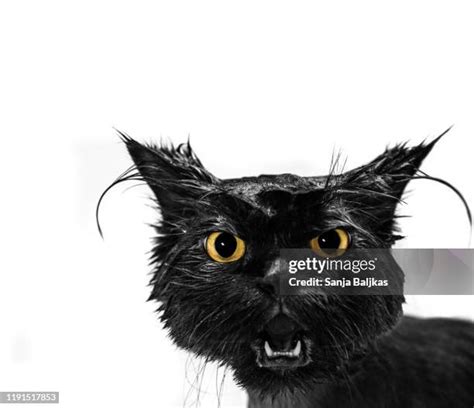 971 Funny Angry Cat Stock Photos High Res Pictures And Images Getty