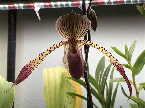 Paphiopedilum Julius | Houston Orchid Society | Conservation