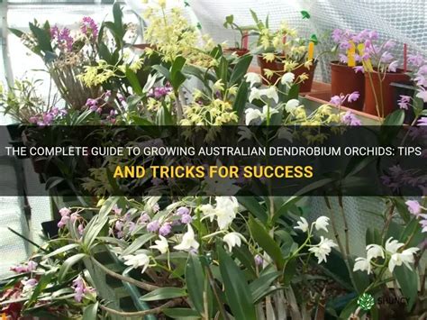 The Complete Guide To Growing Australian Dendrobium Orchids Tips And