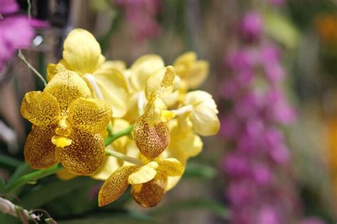 Premium Photo | Beautiful yellow orchids in the garden