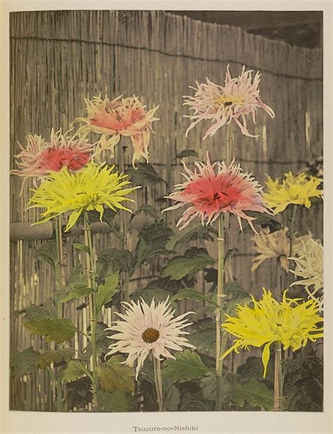 Ogawa Kazumasas Hand Coloured Photographs Of Flowers The