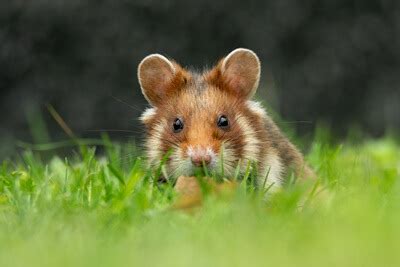 How Do Hamsters Defend Themselves?