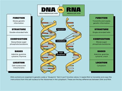 Dna Vs Rna Anonymous Udocz