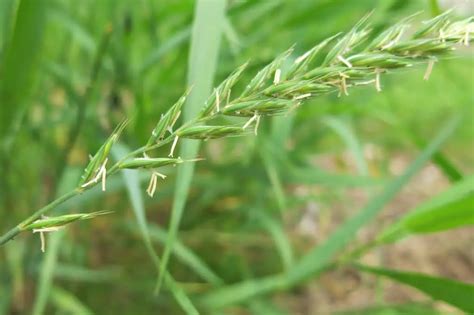 Wetland Grasses Identification A Short Guide Wetland Tools