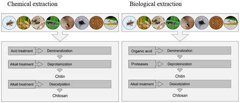 Sustainability Free Full Text Insect Derived Chitin And Chitosan A