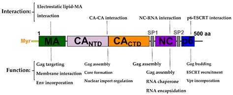 Molecules Free Full Text Recent Advances In Hiv 1 Gag Inhibitor