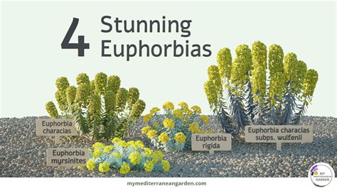 4 Fabulous Euphorbias for your dry garden!