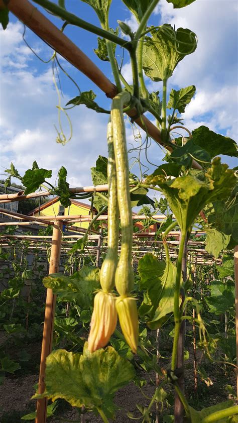 Come Coltiviamo Le Zucchine Trombetta Agriturismo Le Girandole