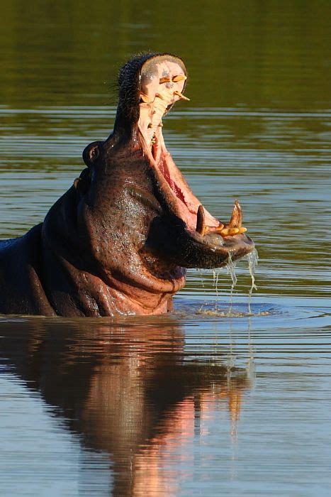 Yawning Hippo. | Animals wild, Animal planet, Zoo animals