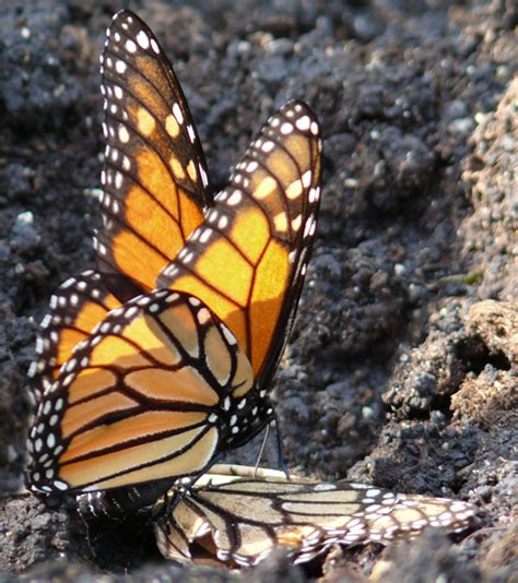 Monarch Butterflies Mating Danaus Plexippus Bugguide