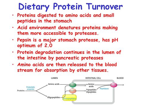 Ppt Protein Turnover And Amino Acid Catabolism Powerpoint Presentation Id 1205206