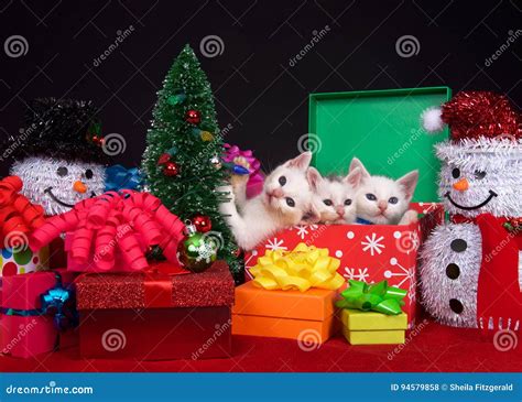 Christmas Kitten Trio Stock Photo Image Of Domestic 94579858