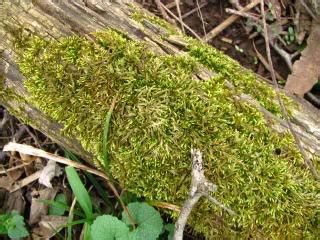 Lichen vs. Moss: A Simple Description to Help with Nature Study