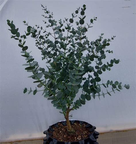 Eucalyptus Gunnii Azura Dwarf Cider Gum Of Our Absolute