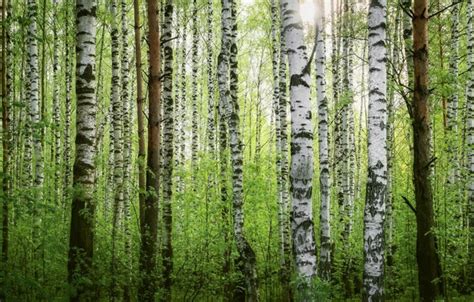 Wallpaper Greens Forest Trees Thickets Trunks Spring Birch Grove