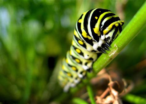 Late Instar Eastern Black Swallowtail Caterpillar Eating Italian