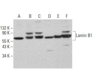 Lamin B Antibody C 20 SCBT Santa Cruz Biotechnology