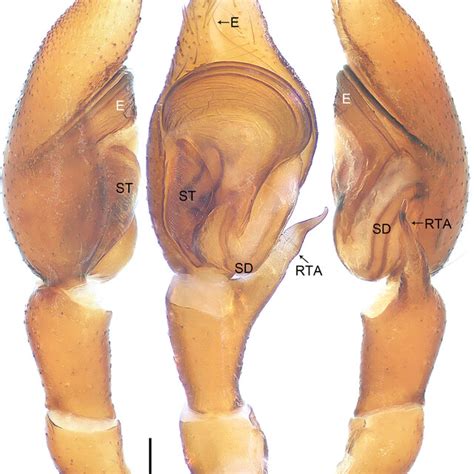 Utivarachna Tamdao Sp Nov Holotype Male Ac Palp A Prolateral View B