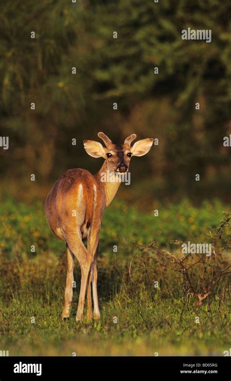 Odocoileus Virginianus American Males Hi Res Stock Photography And