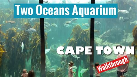 Two Oceans Aquarium Cape Town Walkthrough Youtube