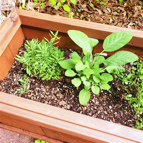 How To Start An Outdoor Herb Garden Beautiful Eats Things