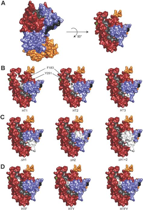 Pfama Mutations Explored Within And Flanking The Hydrophobic Trough