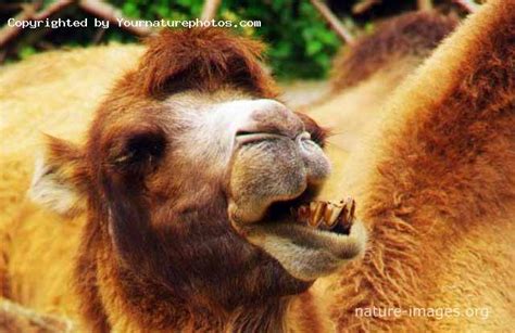 Camel teeth – Nature-images.org