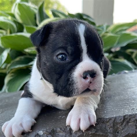 Akc Boston Terrier/boston Terrier Puppies For Sale In Michigan