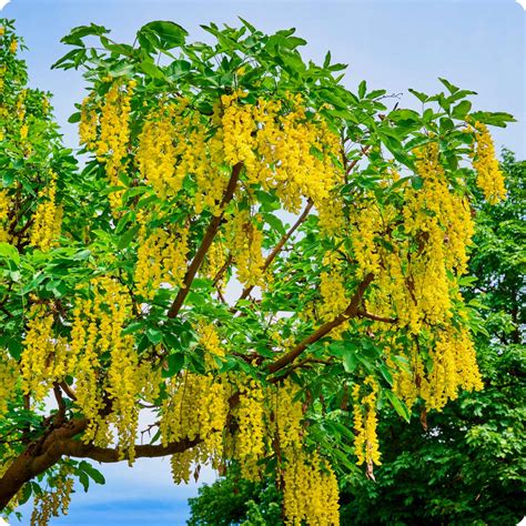 Golden Chain Tree Seeds Common Laburnum Anagyroides Vulgare