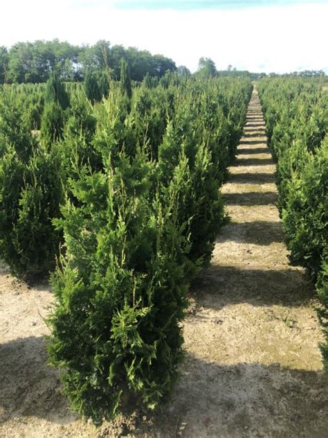 Thuja Occidentalis Spiralis Visina Cm