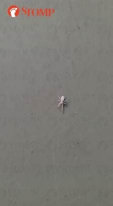 Rare white spider spotted outside Jurong West flat