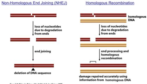 Homologous Recombination Flashcards Quizlet