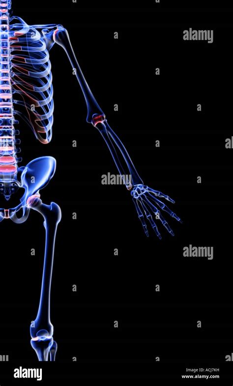 Ossa Arto Superiore Anatomia Immagini E Fotografie Stock Ad Alta