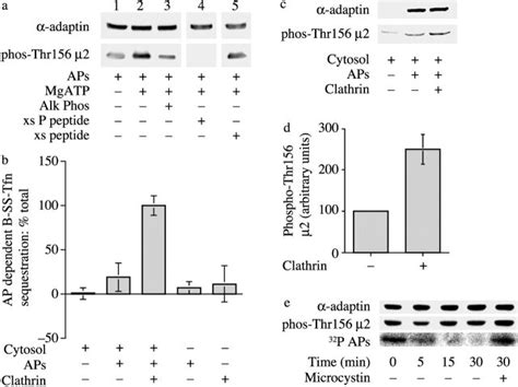 Clathrin Activation Of The Kinase Is Required For Coated Pit