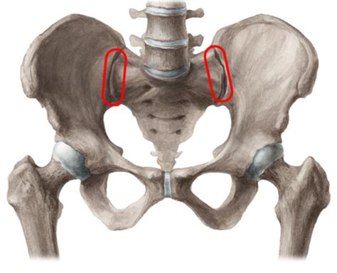 Arthrologie Bassin Cartes Quizlet