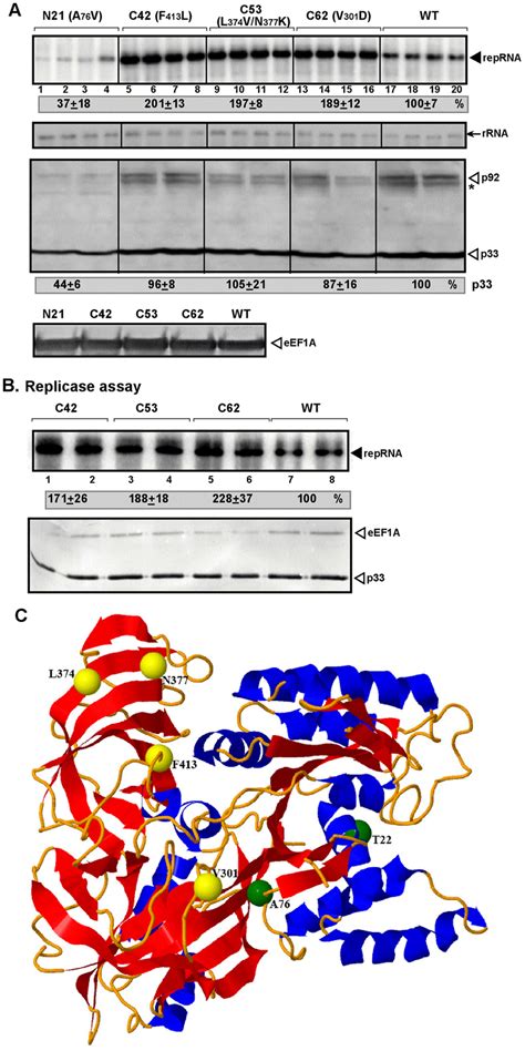 The Effect Of Eef A Mutations On Tbsv Reprna Accumulation In Yeast A