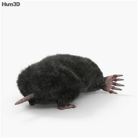 Eastern Mole 3D model - Download Mammals on 3DModels.org