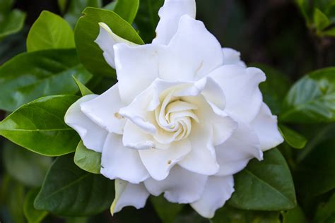 How To Grow Gardenia Indoors - Indoor Plants