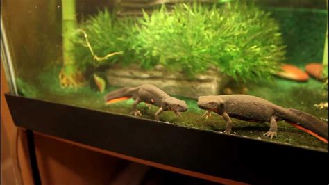 Fire Belly Newt Update Youtube