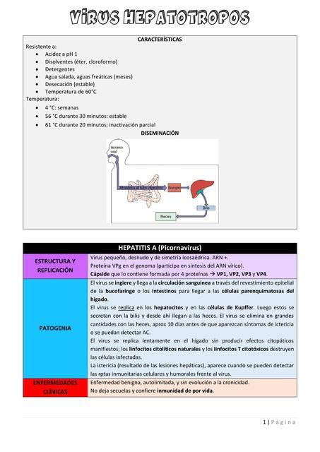 Virus Hepatotropos Microbiología Murray unermed uDocz