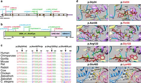 Uba Variants Underlie A Recognizable Syndrome With Variable Aplasia