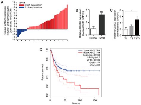 Casc9 Is Upregulated In Bc Tissues And Cell Lines A And B Rt Qpcr Download Scientific