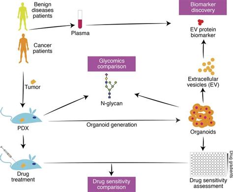 Jci Insight Pdx Derived Organoids Model In Vivo Drug Response And