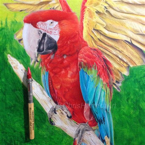 Colored Pencil Macaw By Chrisherreraart On Deviantart