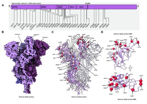 Study Shows How Sars Cov 2 Omicron Evades Our Immune Response And