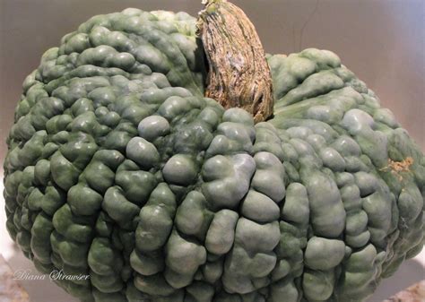 Italian Winter Squash Marina Di Chioggia Premier Seeds Direct