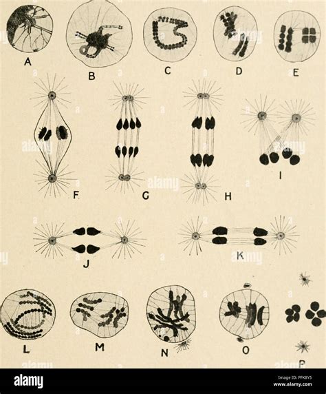 Stages Of Meiosis Under Microscope