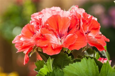 Pelargonium Grandiflorum Bild Kaufen 14040480 Gartenbildagentur