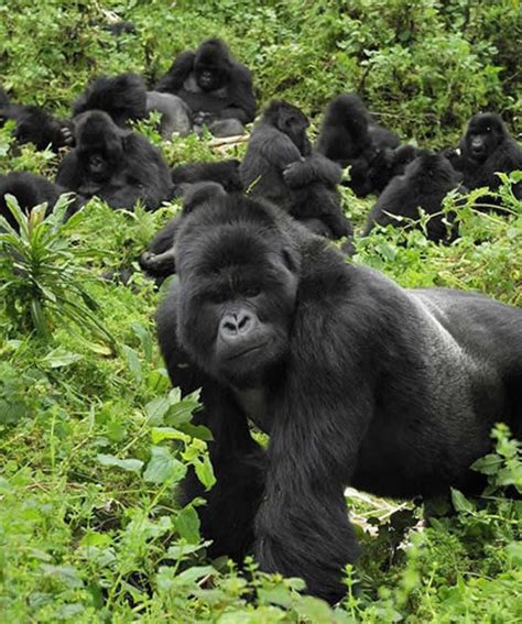 4 Days Uganda Gorilla Trekking Tour To Bwindi Impenetrable National Park