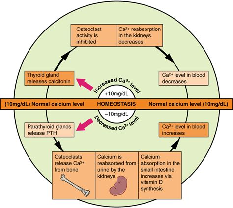 Exercise Nutrition Hormones And Calcium Homeostasis Bio103 Human